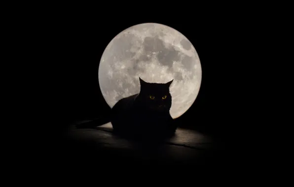 Cat, eyes, background, the moon