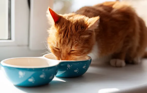 Cat, cat, look, light, pose, food, window, red