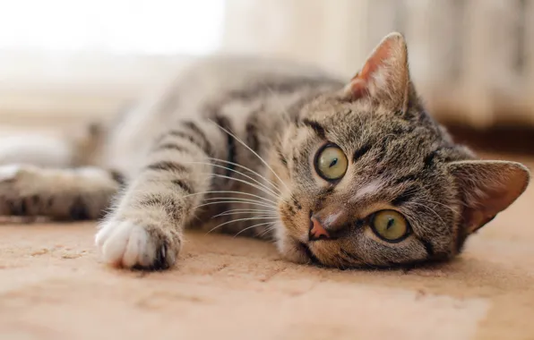 Cat, eyes, cat, grey, background, paw, floor, lies