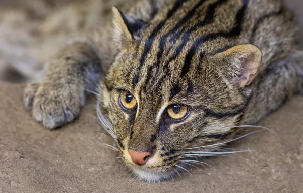 Look, face, portrait, paws, lies, speckled cat, Fisher cat