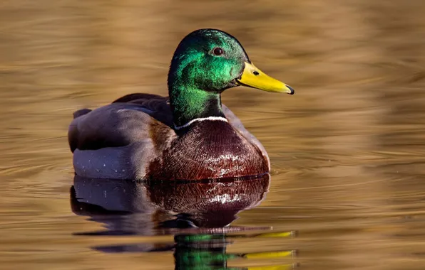 Picture water, duck, beak, Mallard