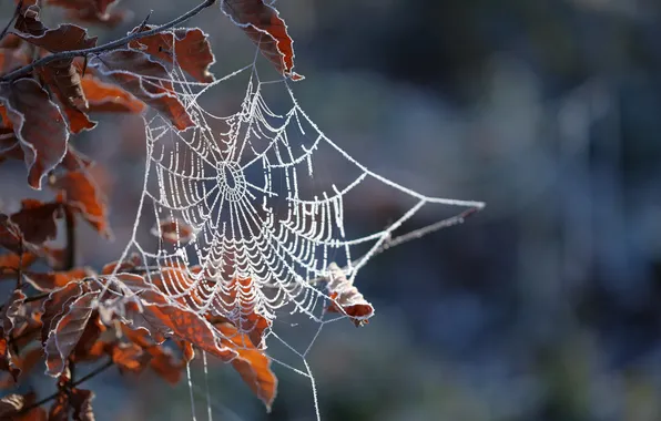 Picture frost, leaves, macro, web, branch