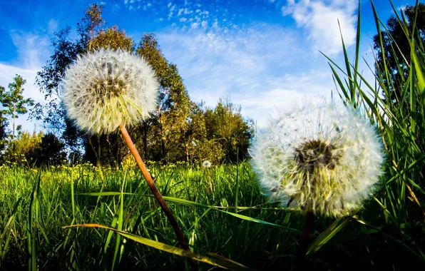 Picture the sky, grass, clouds, close-up, dandelions