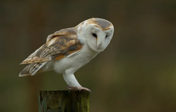 Picture background, bird, stump, the barn owl, common