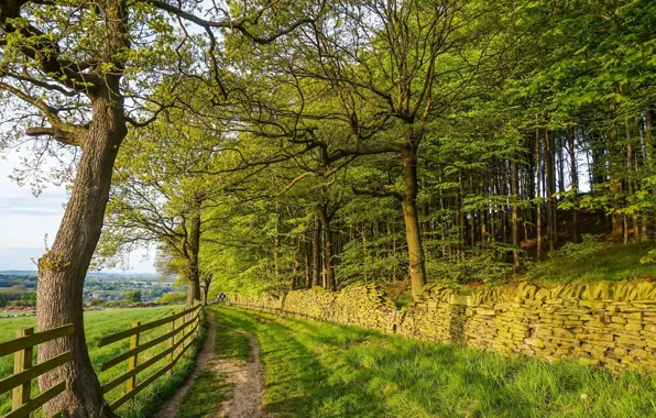 Nature, The fence, Forest