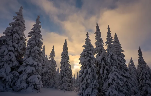 Picture winter, snow, trees, nature, ate, Coat of arms, Iremel, natural Park