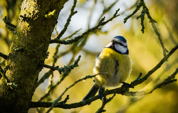Branches, tree, bird, tit