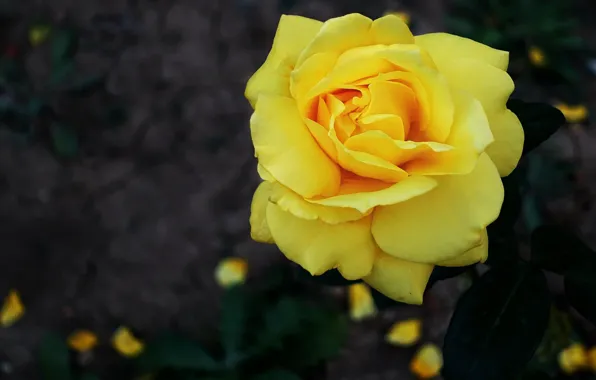 The dark background, rose, yellow