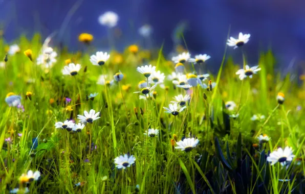 Picture greens, grass, green, glade, plants, Daisy