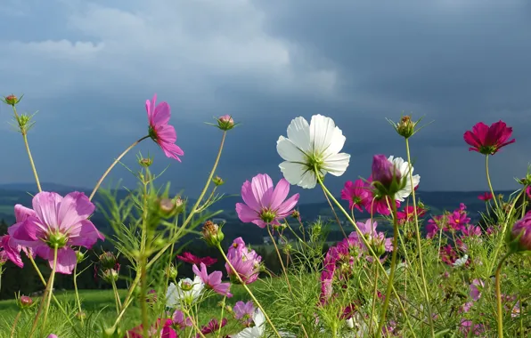 The sky, flowers, cosmos