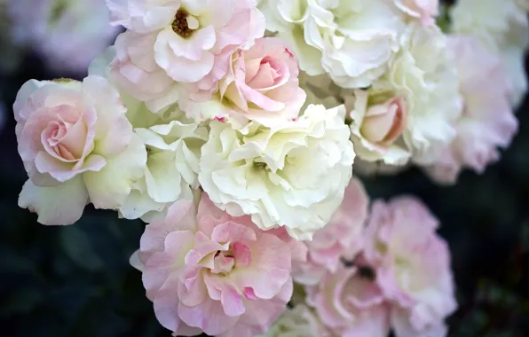 Picture flowers, roses, the bushes