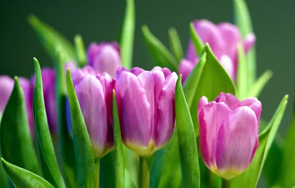 Wallpaper flowers, bouquet, green background, spring, pink, tulips, leaves