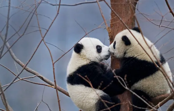 China, bears, reserve, the giant Panda, Wenchuan-Oolong
