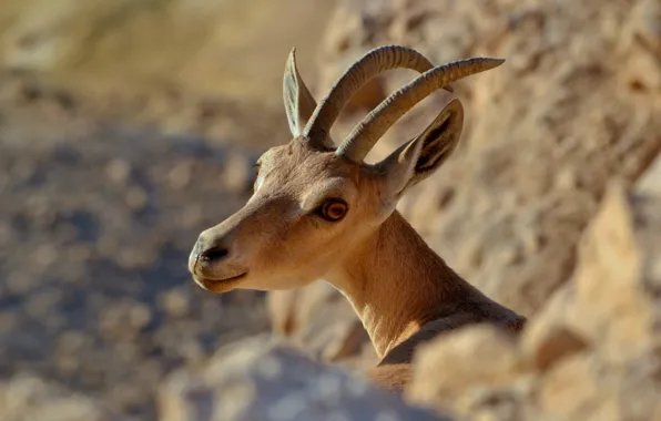 Picture stones, animal, head, antelope