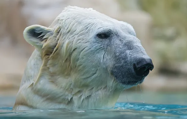 Face, wet, bathing, polar bear, polar