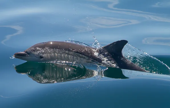 Picture sea, water, squirt, Dolphin, mammal