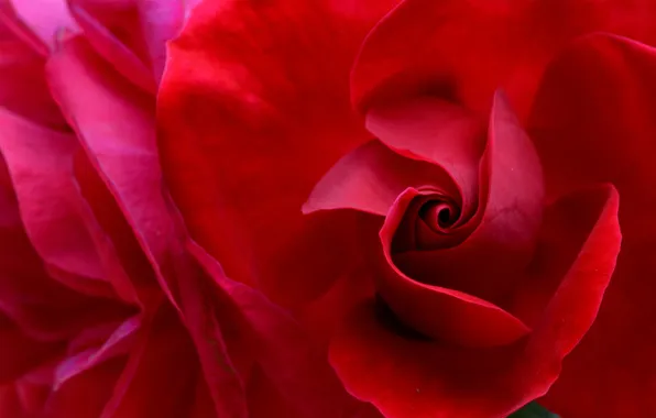 Flower, rose, petals, red, scarlet