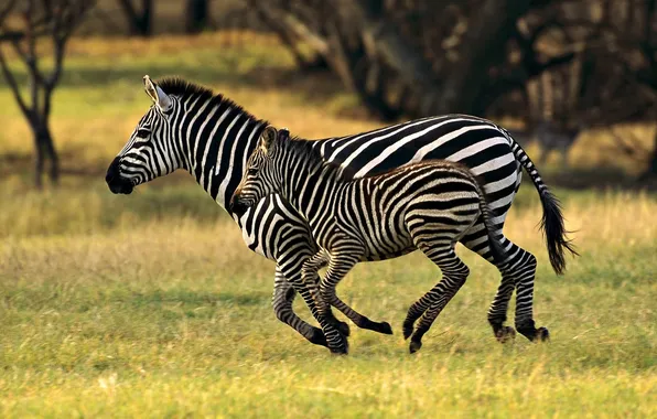 PAIR, RUNNING, ZEBRA, CHILD, MOTHER, STRIP