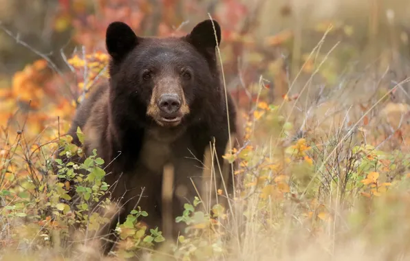 Picture bear, the Bruins, black bear, Baribal