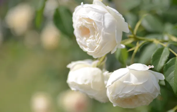 Macro, roses, buds, white roses, bokeh