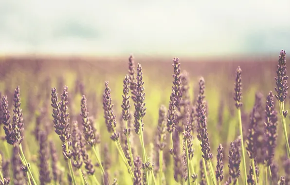 Picture field, purple, flowers, background, widescreen, Wallpaper, plant, wallpaper
