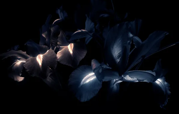 Flowers, the dark background, petals