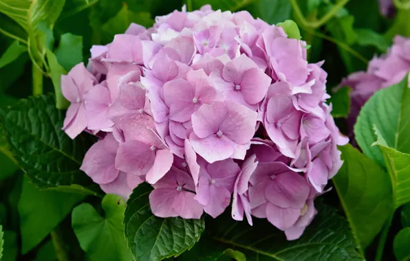 Picture summer, leaves, macro, flowers, petals, pink, flowering, hydrangea