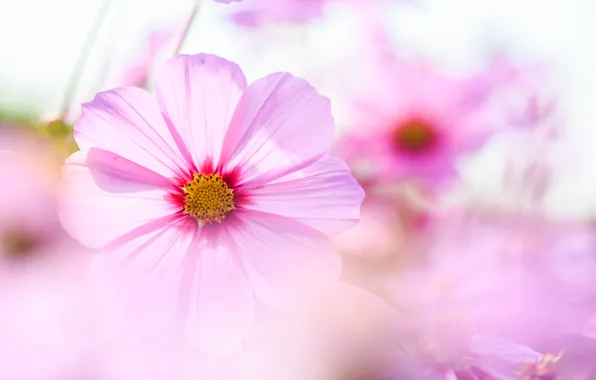 Picture macro, flowers, tenderness, petals, blur, pink, Kosmeya