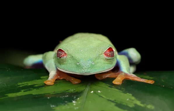 Leaf, frog, black background, green