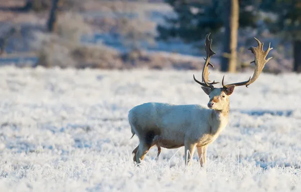 Picture winter, field, deer