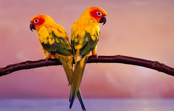 Birds, branch, parrots