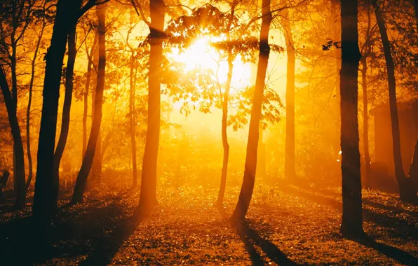 Picture leaves, the sun, trees, nature, background, tree, widescreen, Wallpaper