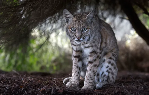 Look, lynx, wild cat, under the tree