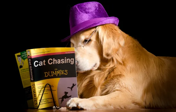 Picture dog, hat, book