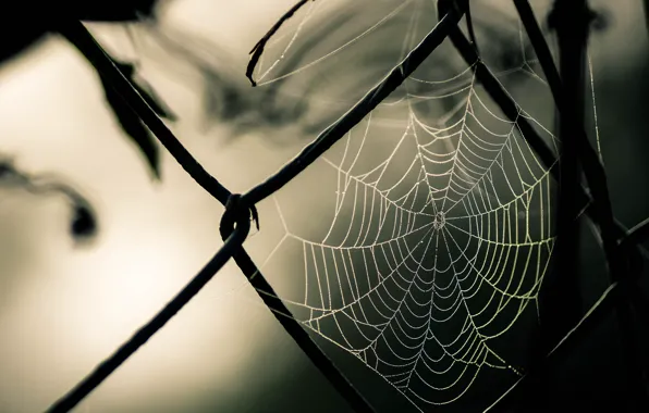 Picture photography, nature, macro, fence, Spider web