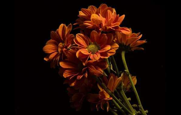 Flowers, chrysanthemum, the dark background