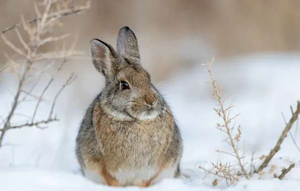 Winter, snow, branches, hare
