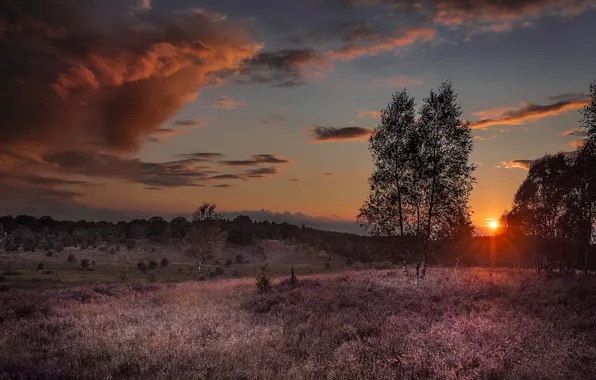 Picture summer, sunset, nature