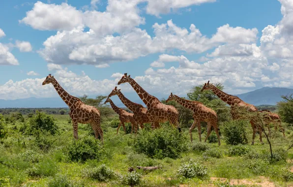 Picture the sky, clouds, trees, blue, giraffe, Savannah, the herd