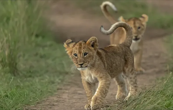 Cats, predators, pair, two, lions, the cubs, animals, two