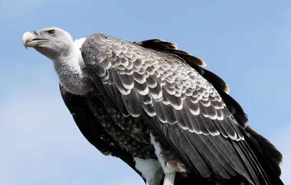 Background, bird, fingerboard Ruppes, African vulture