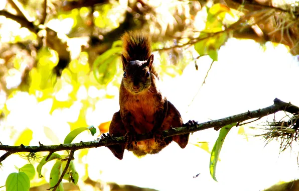 Picture tree, protein, red, squirrel