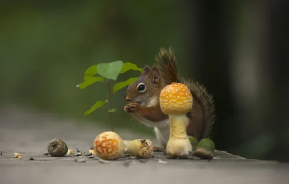 Leaves, nature, mushrooms, protein, Amanita