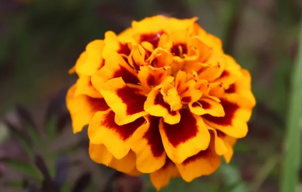 Macro, bright, Color, large