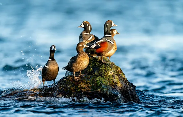 Water, birds, stone, duck, Kamenushka