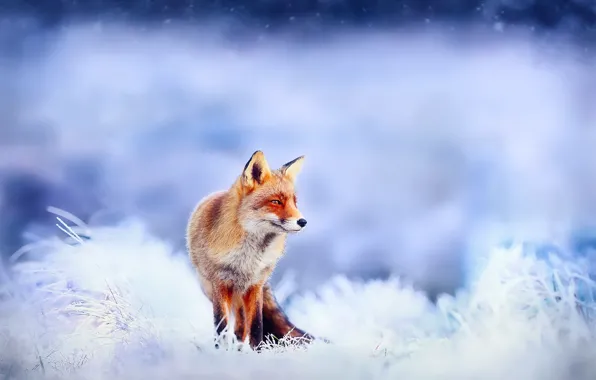 Picture winter, frost, snow, Fox, Fox