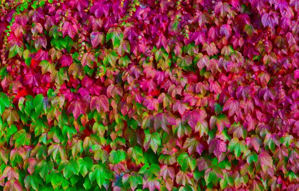 Picture leaves, color, macro, green, pink, texture, a lot