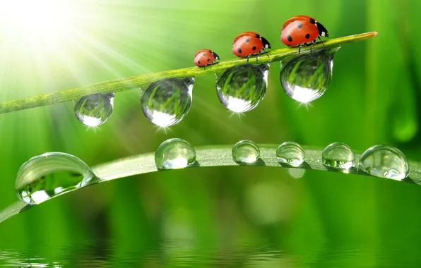 Water, drops, macro, reflection, ladybugs, a blade of grass