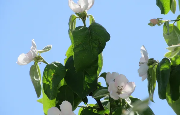 The sky, leaves, flowers, branches, quince, spring 2018, Meduzanol ©