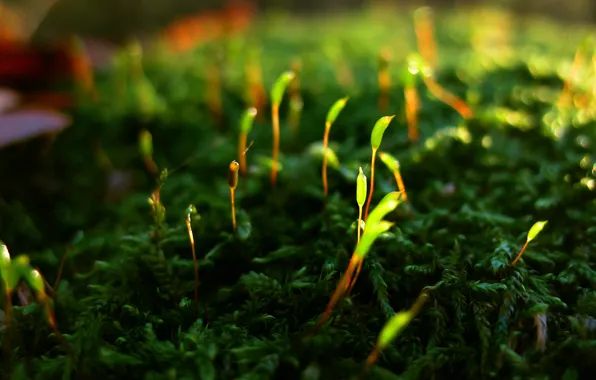 Life, moss, plant.shoots, revival